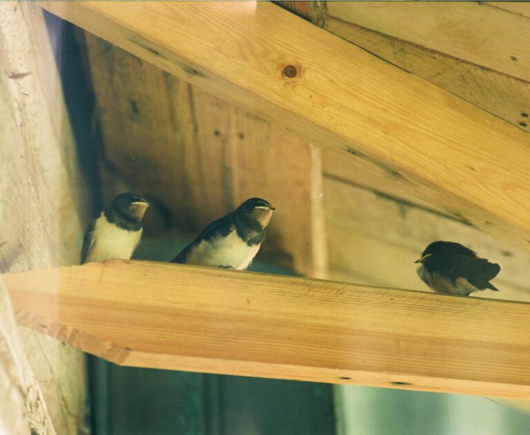 Vogelabwehr Vogelnetze
